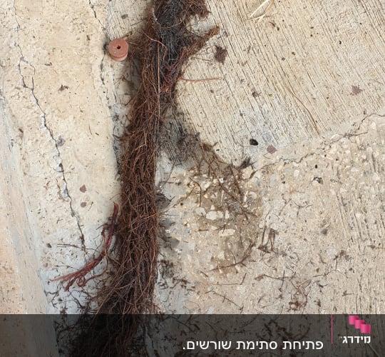 שורשים על הקרקע ליד רגל ומכסה ניקוז